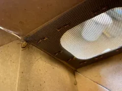 Cricket Thief Spider thumbnail 4