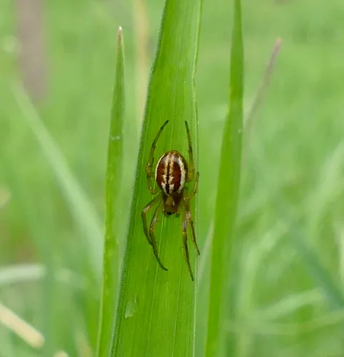Openfield Orbweaver