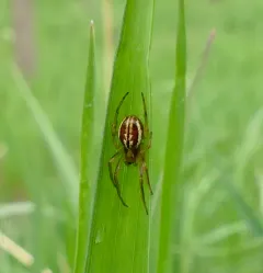 Openfield Orbweaver thumbnail 1