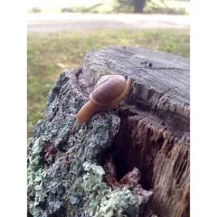 Eastern Whitelip thumbnail 4