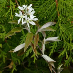 common serviceberry thumbnail 1