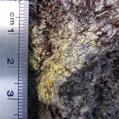 Bark Sulphur-firedot Lichen thumbnail 2