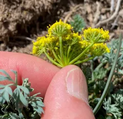 Donnell's Biscuitroot thumbnail 3