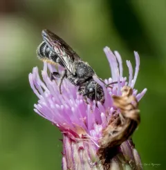 Carinate Armored-Resin bee thumbnail 4