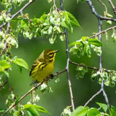 Prairie Warbler thumbnail 2