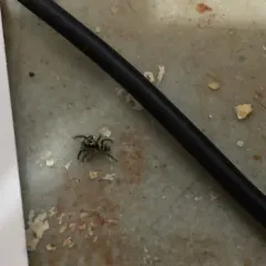 Zebra Jumping Spider thumbnail 4