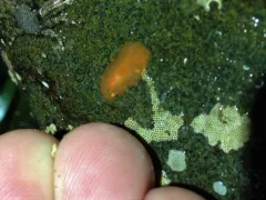 Eurylepta aurantiaca thumbnail 2