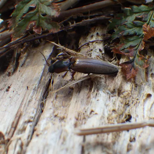 Collared Click Beetle