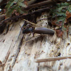 Collared Click Beetle thumbnail 1
