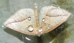 Common Petrophora Moth thumbnail 1