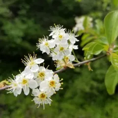 Bitter cherry thumbnail 4
