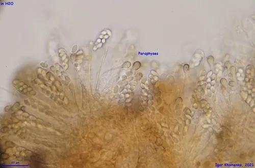 Thelebolus microsporus