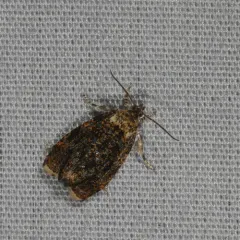 Olethreutes albiciliana thumbnail 2