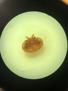 Varroa Mite thumbnail 3