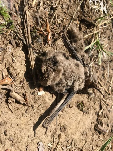Mexican Free-tailed Bat