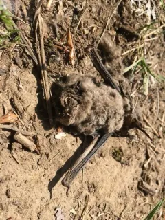 Mexican Free-tailed Bat thumbnail 1