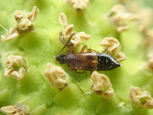 Pelecomalium testaceum
