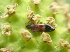 Pelecomalium testaceum thumbnail 1