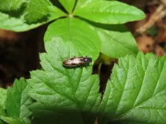 Liotrichus umbripennis thumbnail 3