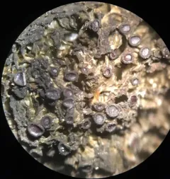 Crumpled Bat's Wing Lichen thumbnail 4