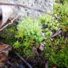 Opal Nodding Moss thumbnail 3