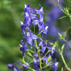Columbian Larkspur thumbnail 4