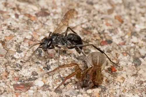Phanagenia bombycina