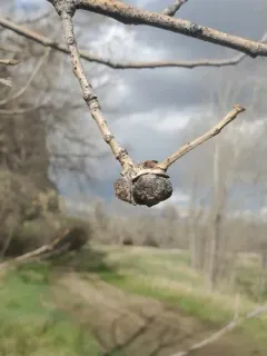 Poplar Twig Gall Aphid thumbnail 2