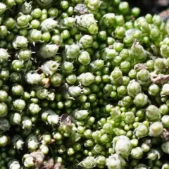 Silvergreen Bryum Moss thumbnail 2