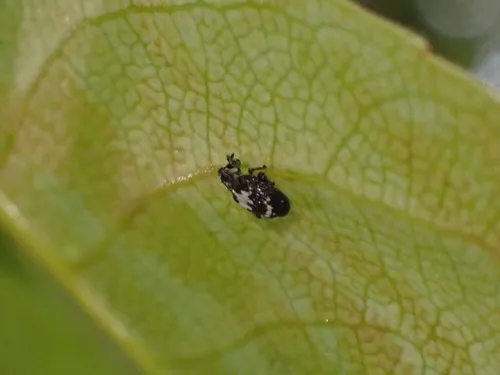 Tachyerges salicis