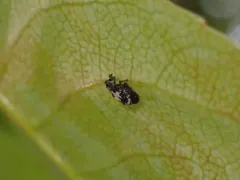 Tachyerges salicis thumbnail 1