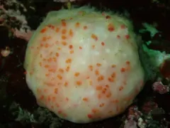 Eudistoma molle thumbnail 2