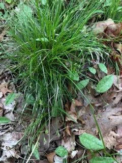 white-tinged sedge thumbnail 2