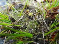 Phymatoceros bulbiculosus thumbnail 3