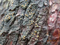 Pink-eyed Shingle Lichen thumbnail 3