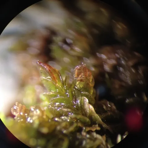 Crenulated Flapwort