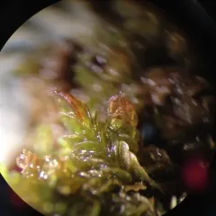 Crenulated Flapwort thumbnail 1