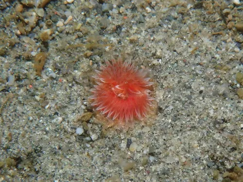 Chone aurantiaca