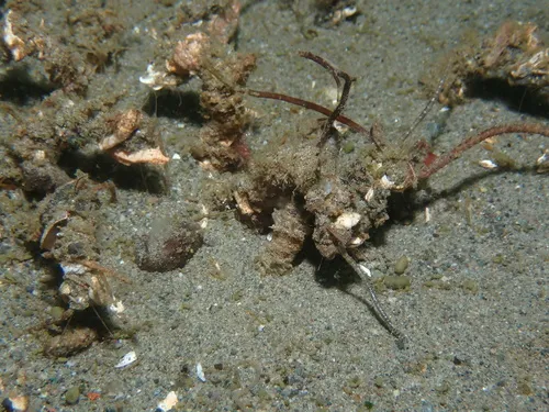 Ornate Tubeworm