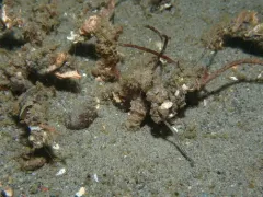 Ornate Tubeworm thumbnail 1