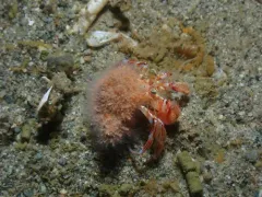 Schuchertinia allmanii thumbnail 2