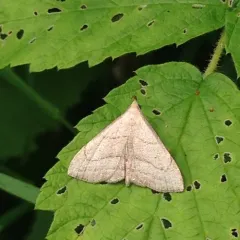 Brown-lined Owlet thumbnail 1