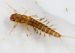 Habrophlebia vibrans thumbnail 4