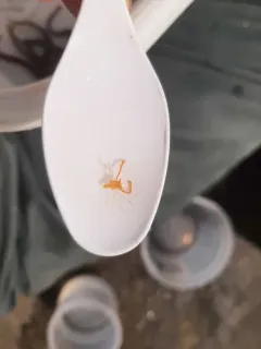Scaled Crab thumbnail 3