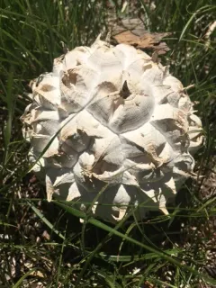 Sculpted Puffball thumbnail 2