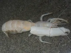 Giant Ghost Shrimp thumbnail 4
