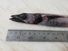 Blackfin waryfish thumbnail 2