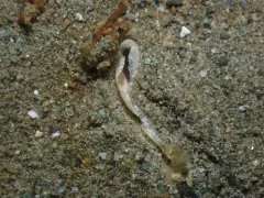 Straight Horse Mussel thumbnail 4