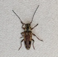 Small Cedar Borer thumbnail 2