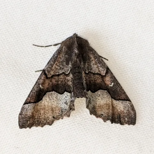 Behr's Pero Moth